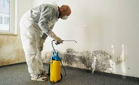 Best Basement Mold Removal in USA